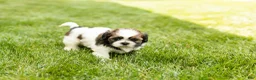 Shih Tzu dogs for sale: Glory  - Ad 3