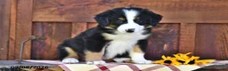 Mixed Breed dogs for sale: Riley - Ad 3
