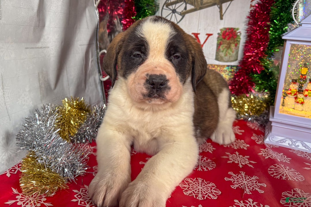 Saint Bernard dogs for sale: Missy - Ad 3