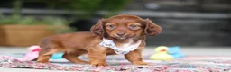Miniature Dachshund dogs for sale: Remi - Ad 3