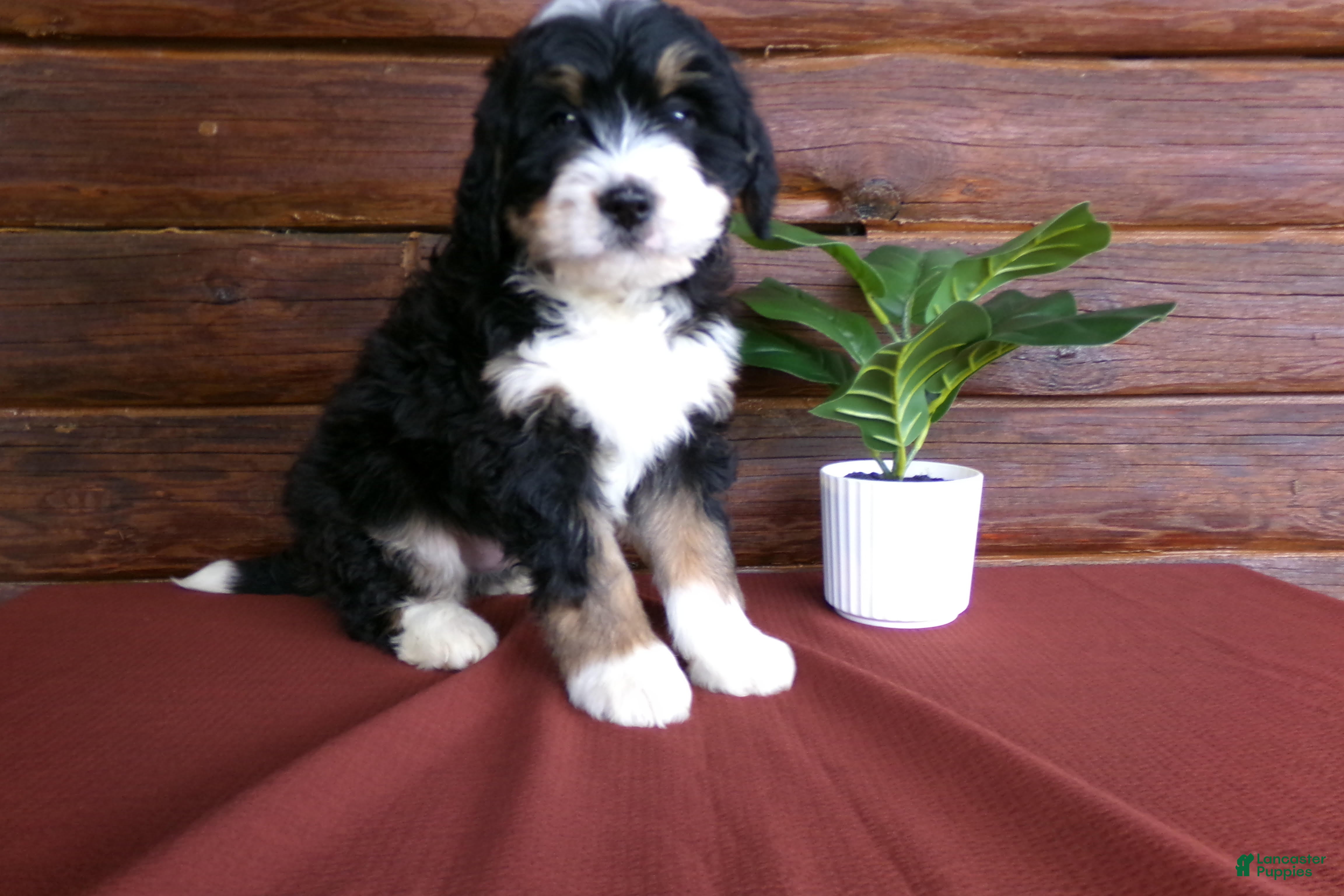 Mini Bernedoodle dogs Alex - Ad 1
