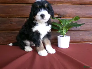 Mini Bernedoodle dogs for sale: Alex - Ad 4
