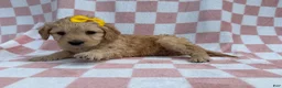 Goldendoodle dogs for sale: Betty - Ad 7