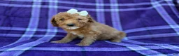 Cavapoo dogs for sale: Anna - Ad 4