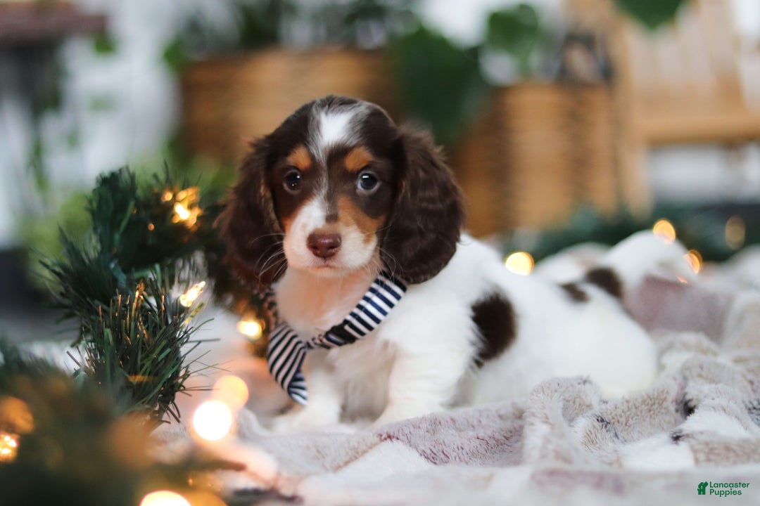 Miniature Dachshund dogs for sale: Charlie - Ad 5