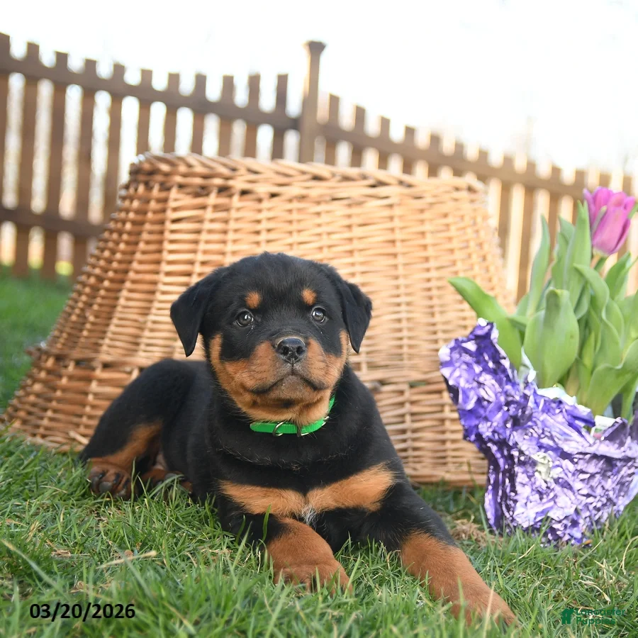 Rottweiler dogs Ludwig - Ad 2