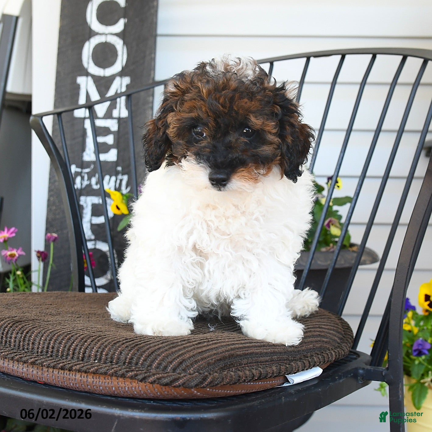 Toy Poodle dogs Jade - Ad 2