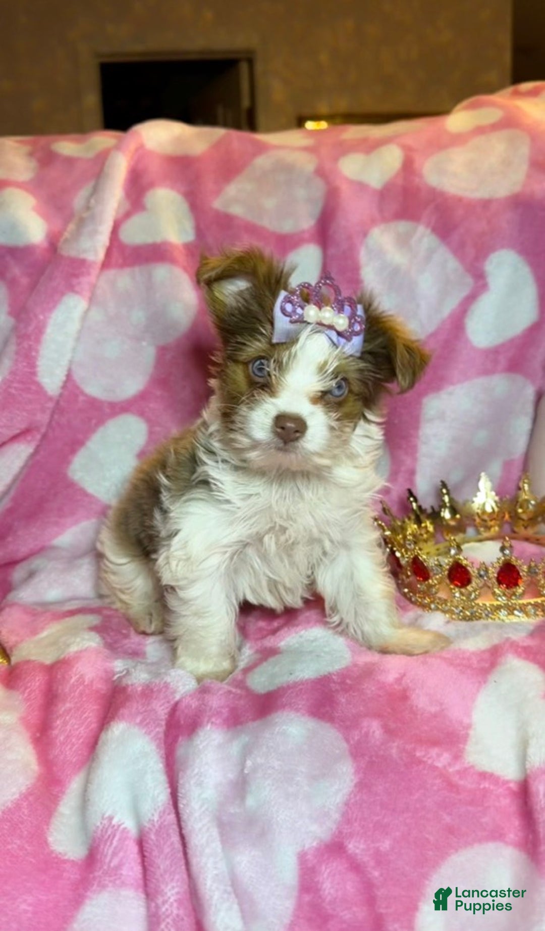 Yorkshire Terrier dogs for sale: Yorkshire Terrier Puppy 3 - Ad 3