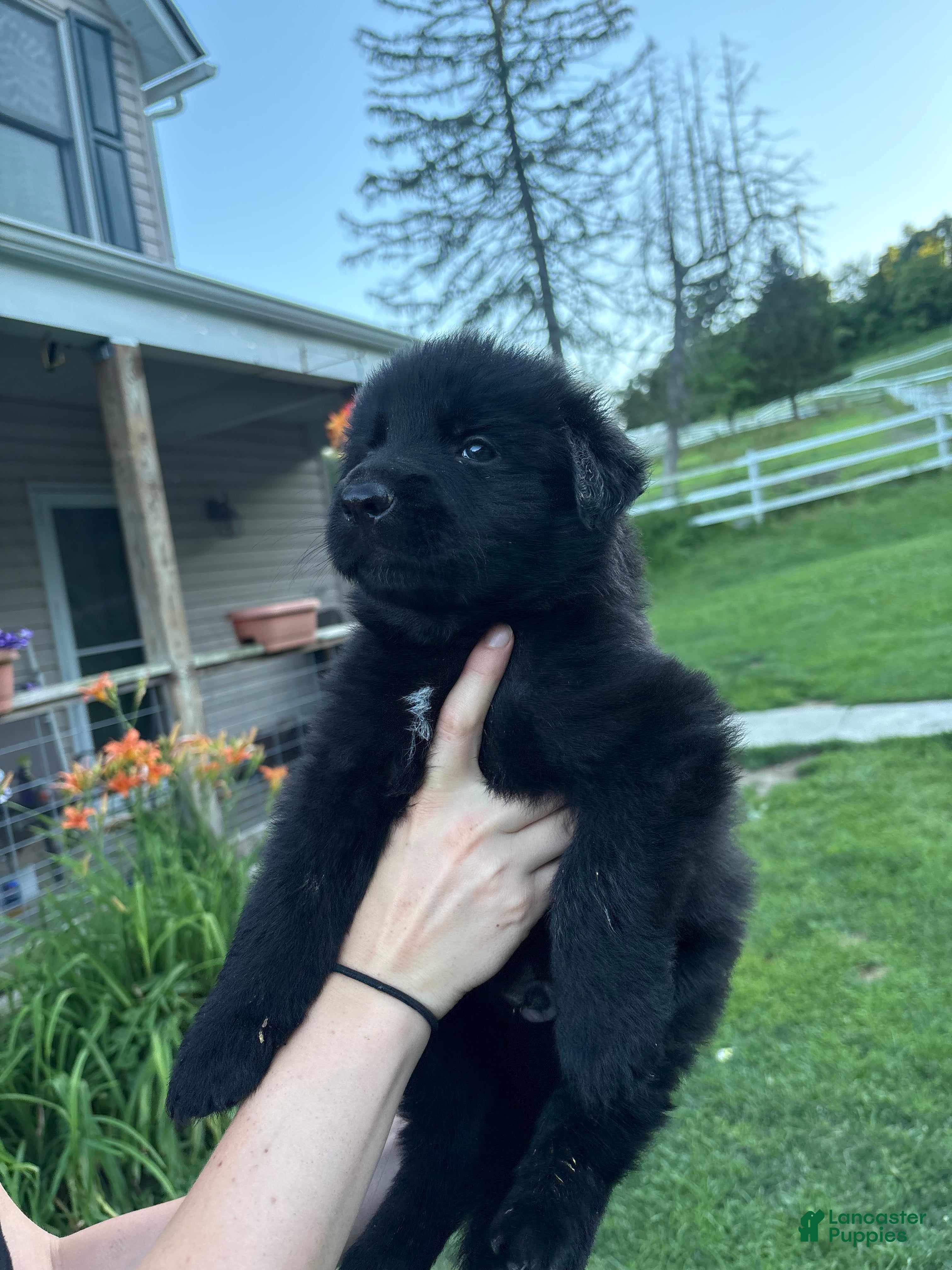 German Shepherd dogs No collar male - Ad 1