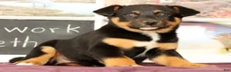 Mixed Breed dogs for sale: Twinkle - Ad 1