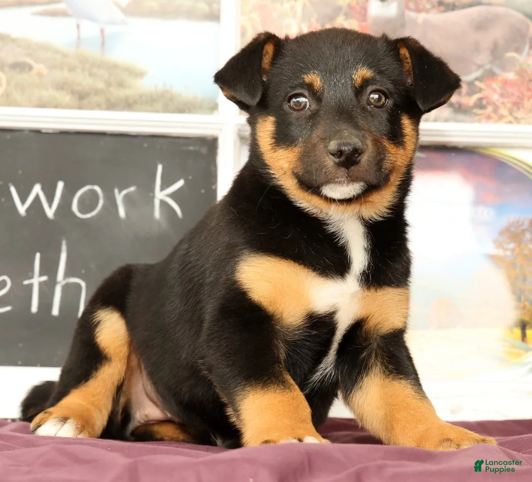Mixed Breed dogs for sale: Twinkle - Ad 1