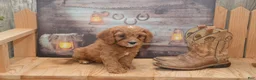 Cavapoo dogs for sale: Lamont - Ad 4