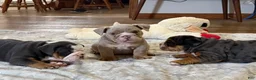 English Bulldog dogs for sale: Tank - Ad 7