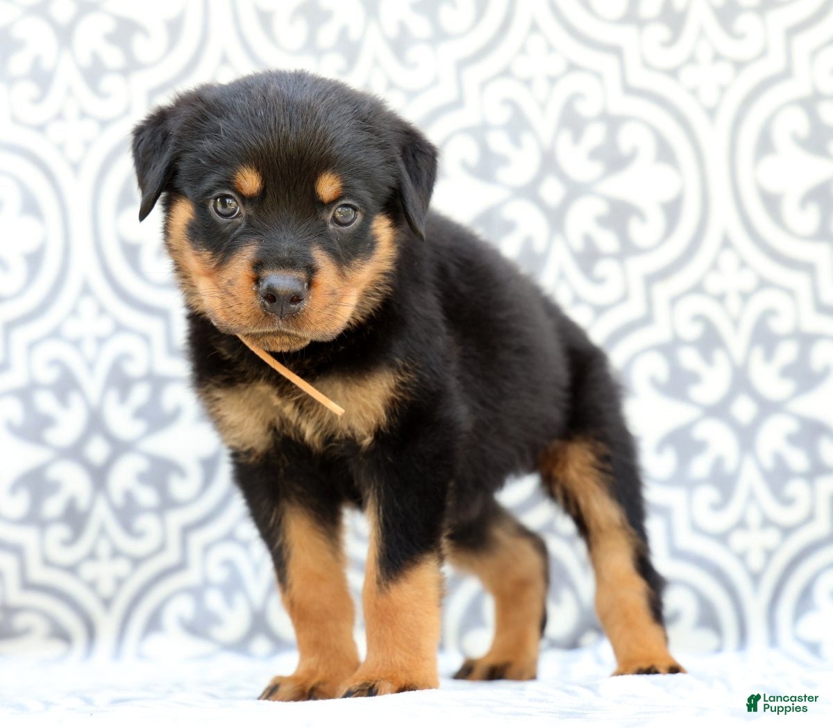 Rottweiler dogs Rusty - Ad 1