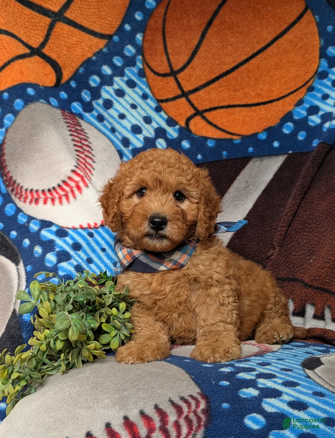 Goldendoodle dogs for sale: Dempsey Hypoallergenic - Ad 2