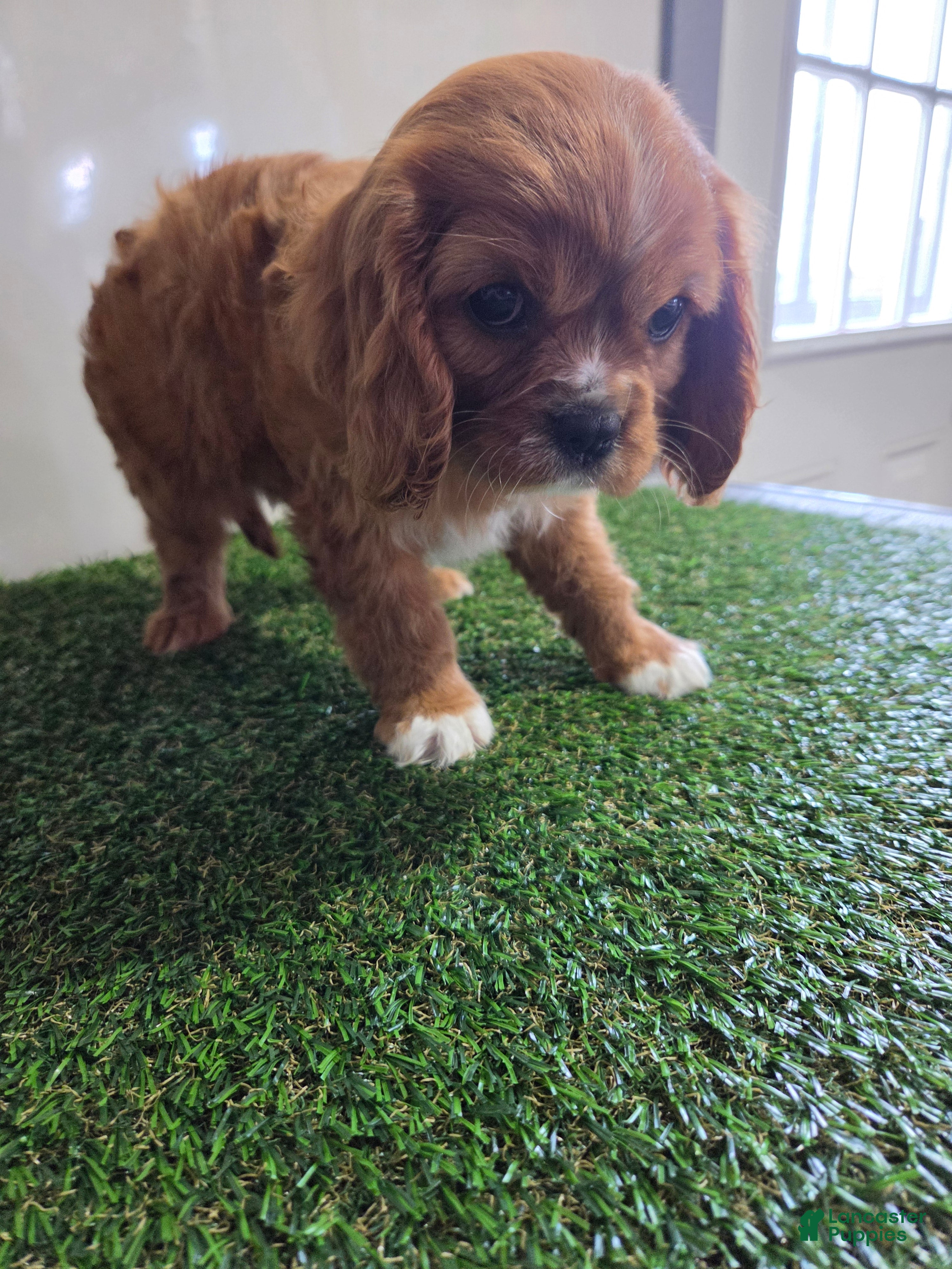 Cavalier King Charles Spaniel dogs Maisie - Ad 2