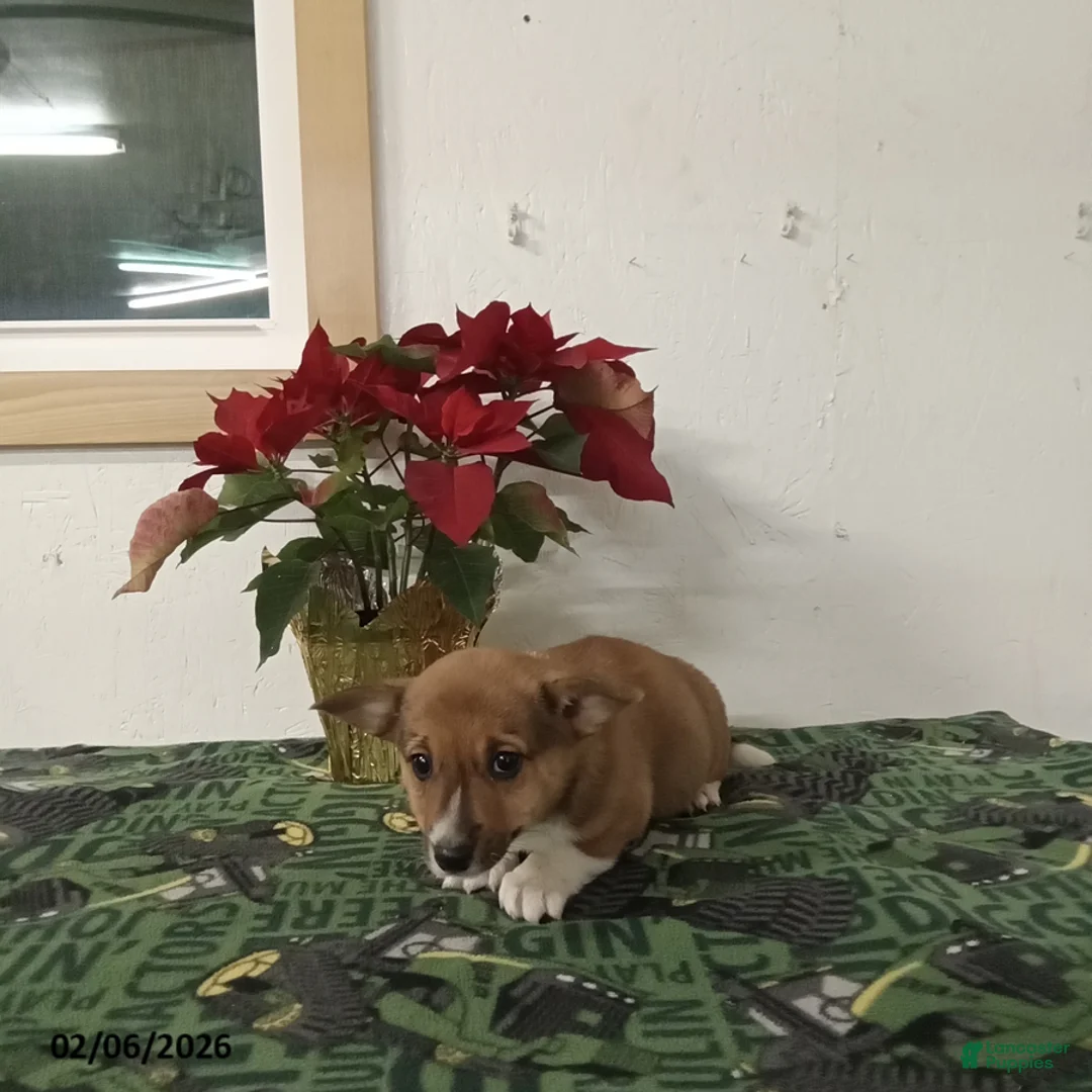 Mixed Breed dogs for sale: Dawson - Ad 4