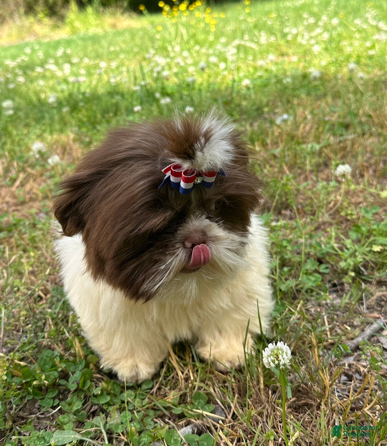 Shih Tzu dogs Willie - Ad 2