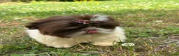 Shih Tzu dogs for sale: Willie - Ad 2