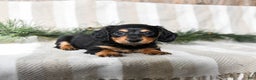 Miniature Dachshund dogs for sale: Chocolate - Ad 2