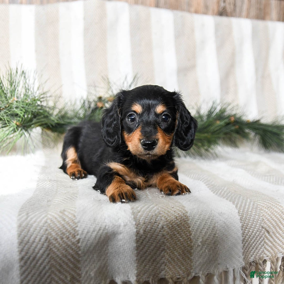 Miniature Dachshund dogs for sale: Chocolate - Ad 2