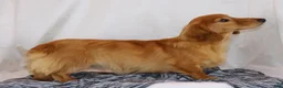 Dachshund dogs for sale: Edward BTD 6171 - Ad 8