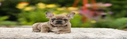 French Bulldog dogs for sale: Gretta - Ad 10