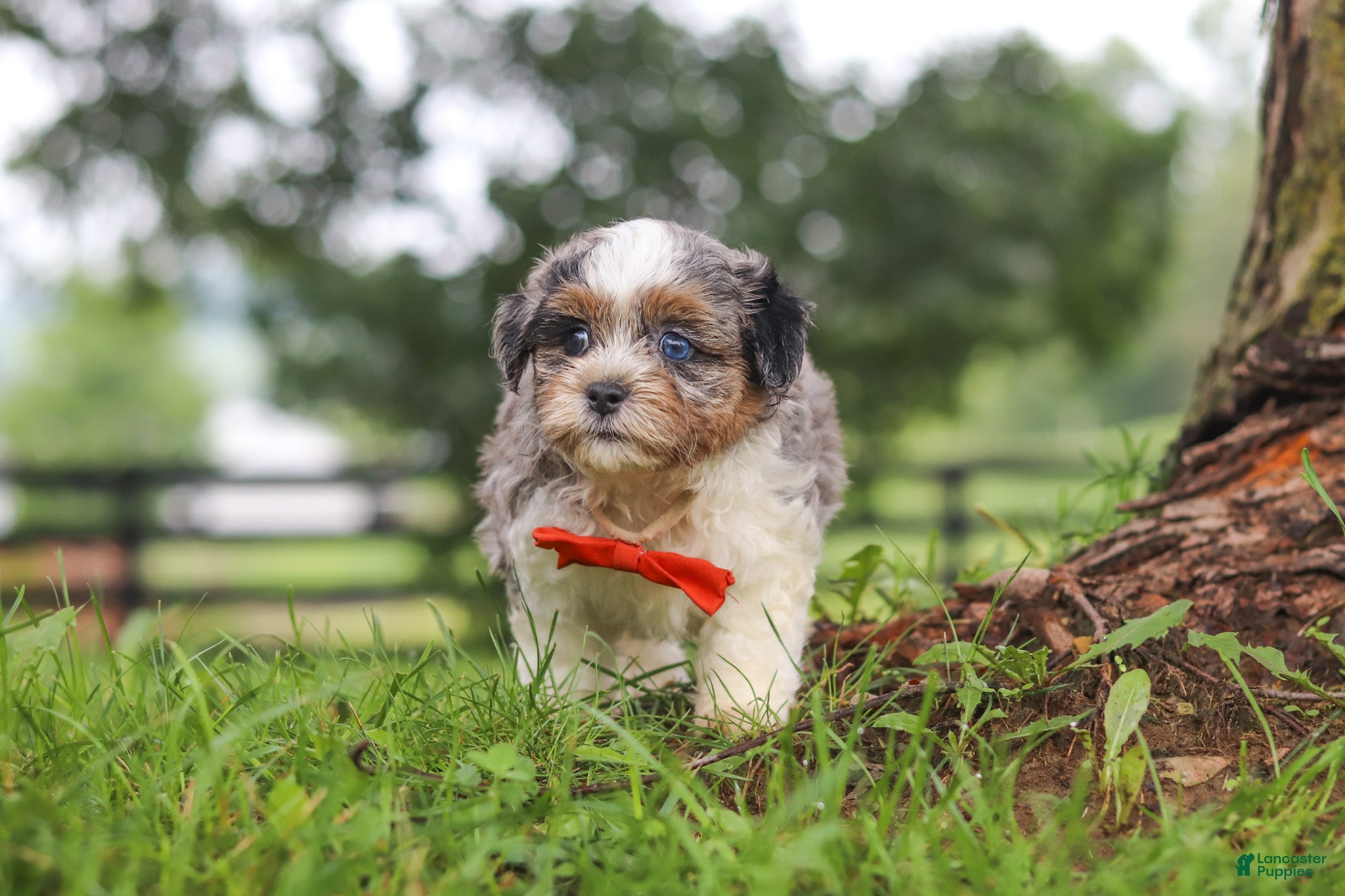 Shihpoo dogs Scout - Ad 1