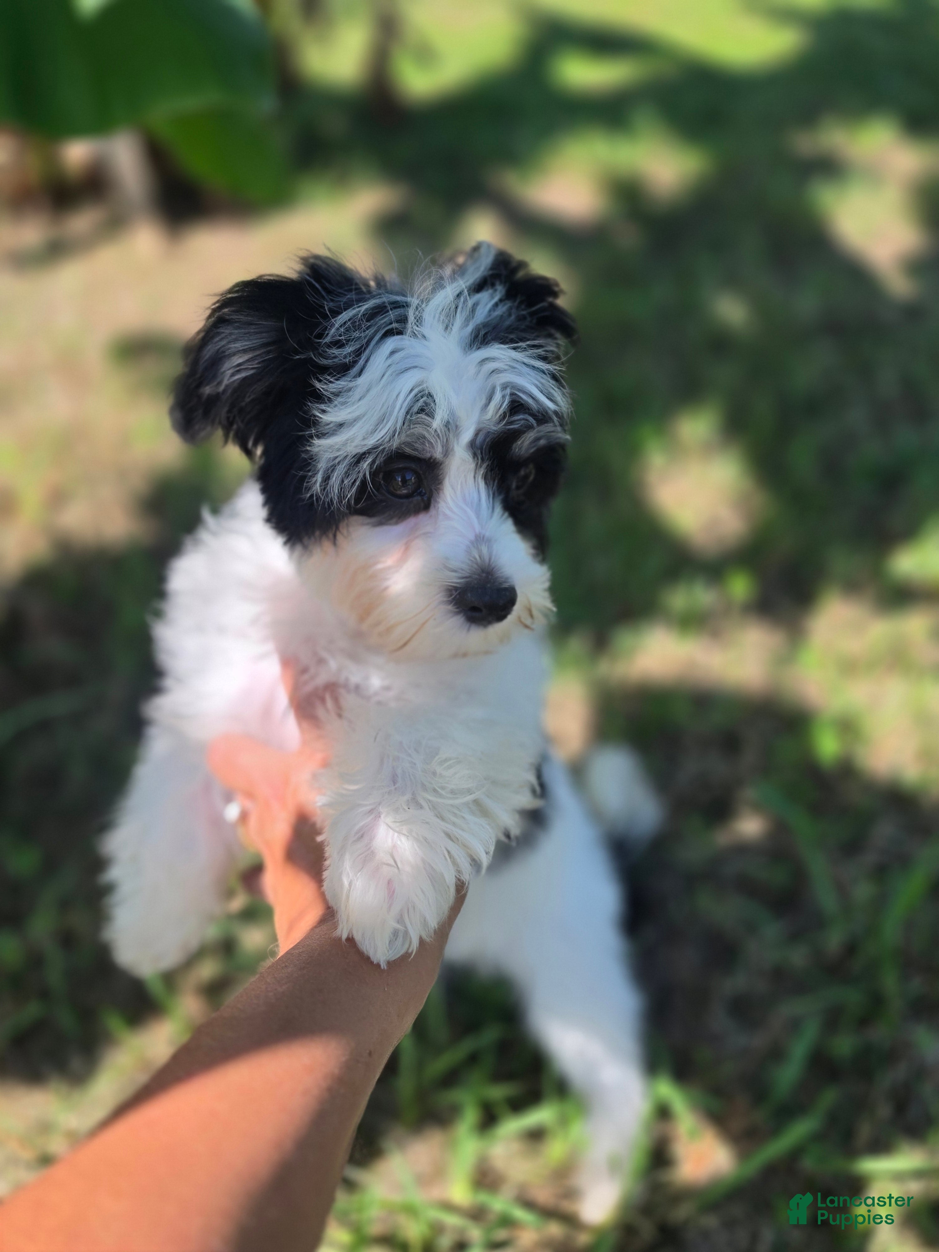 Morkie dogs Boy 2 - Ad 1