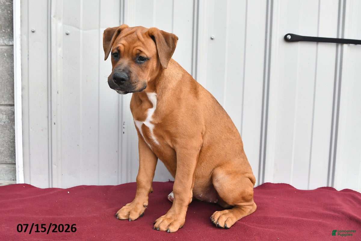 Mixed Breed dogs Betsy - Ad 2