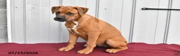 Mixed Breed dogs for sale: Betsy - Ad 2