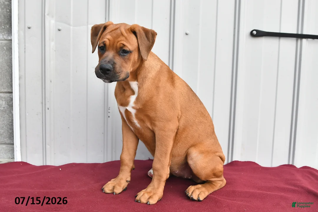 Mixed Breed dogs for sale: Betsy - Ad 2