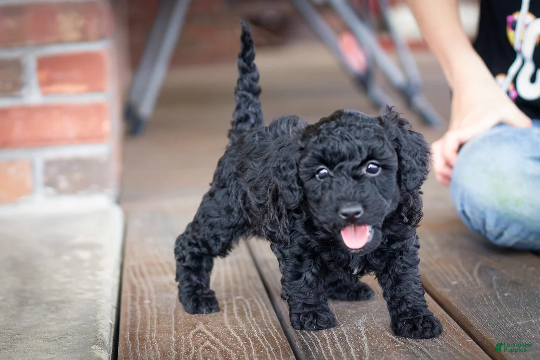 Miniature Poodle dogs for sale: Trixie - Ad 2