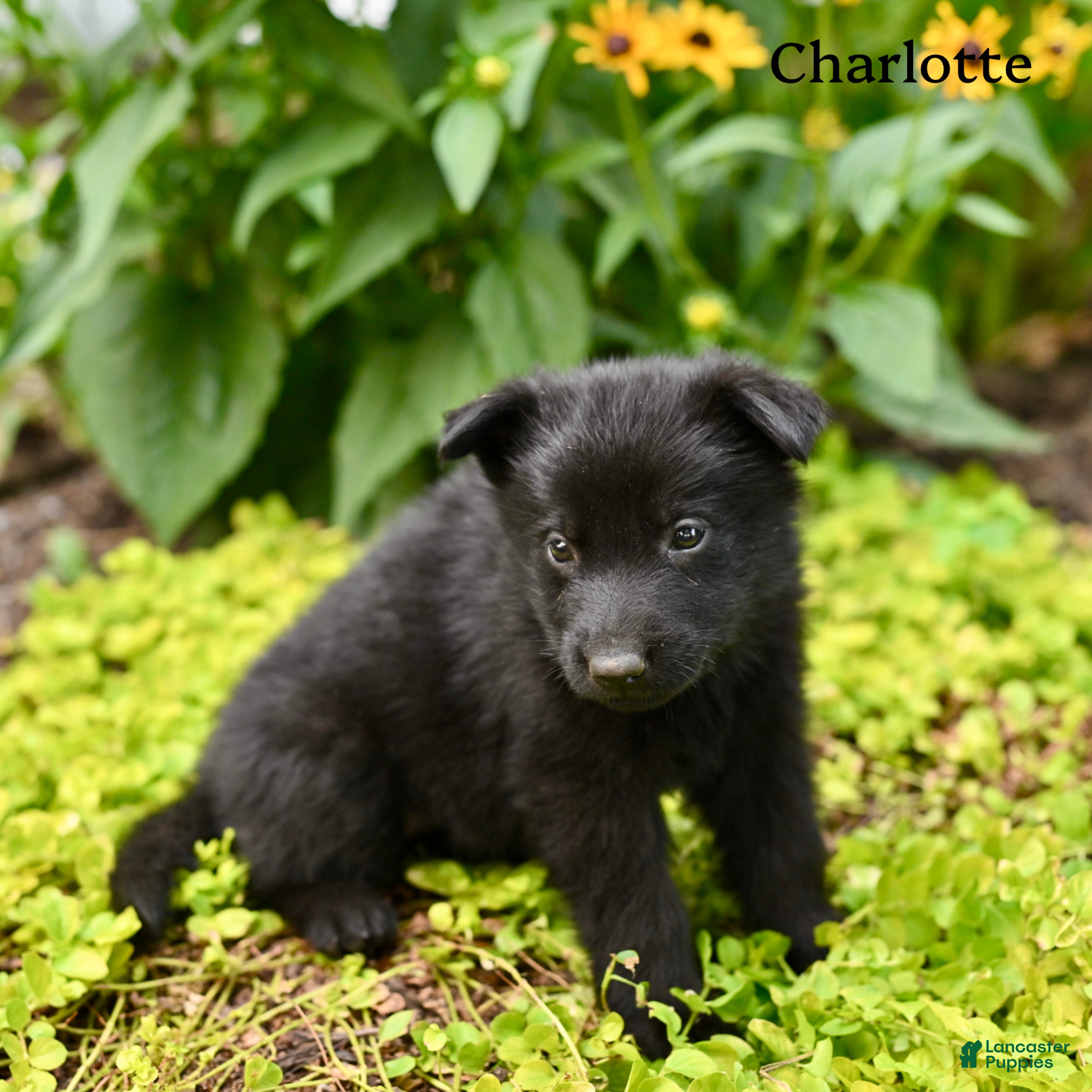 German Shepherd dogs Charlotte  - Ad 2
