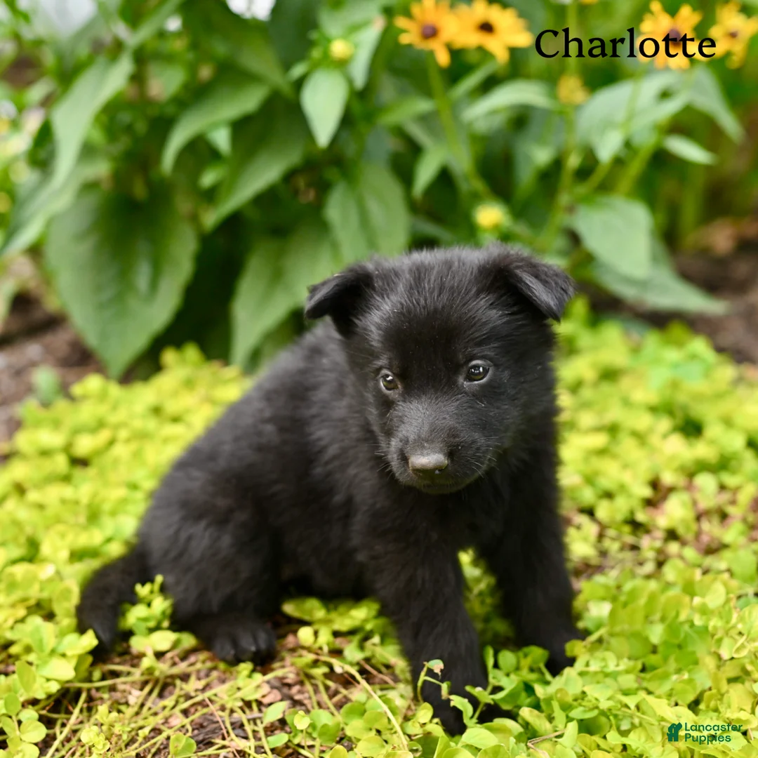 German Shepherd dogs for sale: Charlotte  - Ad 2
