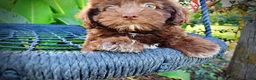 Havapoo dogs for sale: Emily - Ad 4