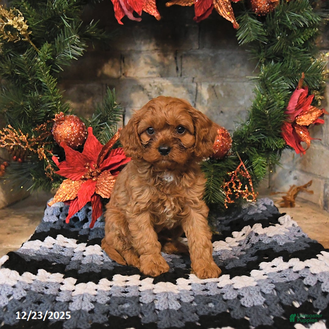 Cavapoo dogs for sale: Felix - Ad 2