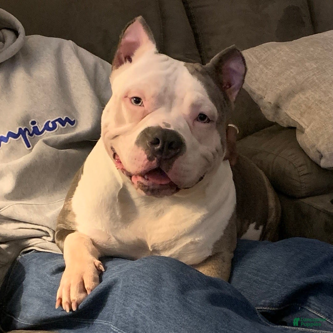 Gallery Image {{count}}