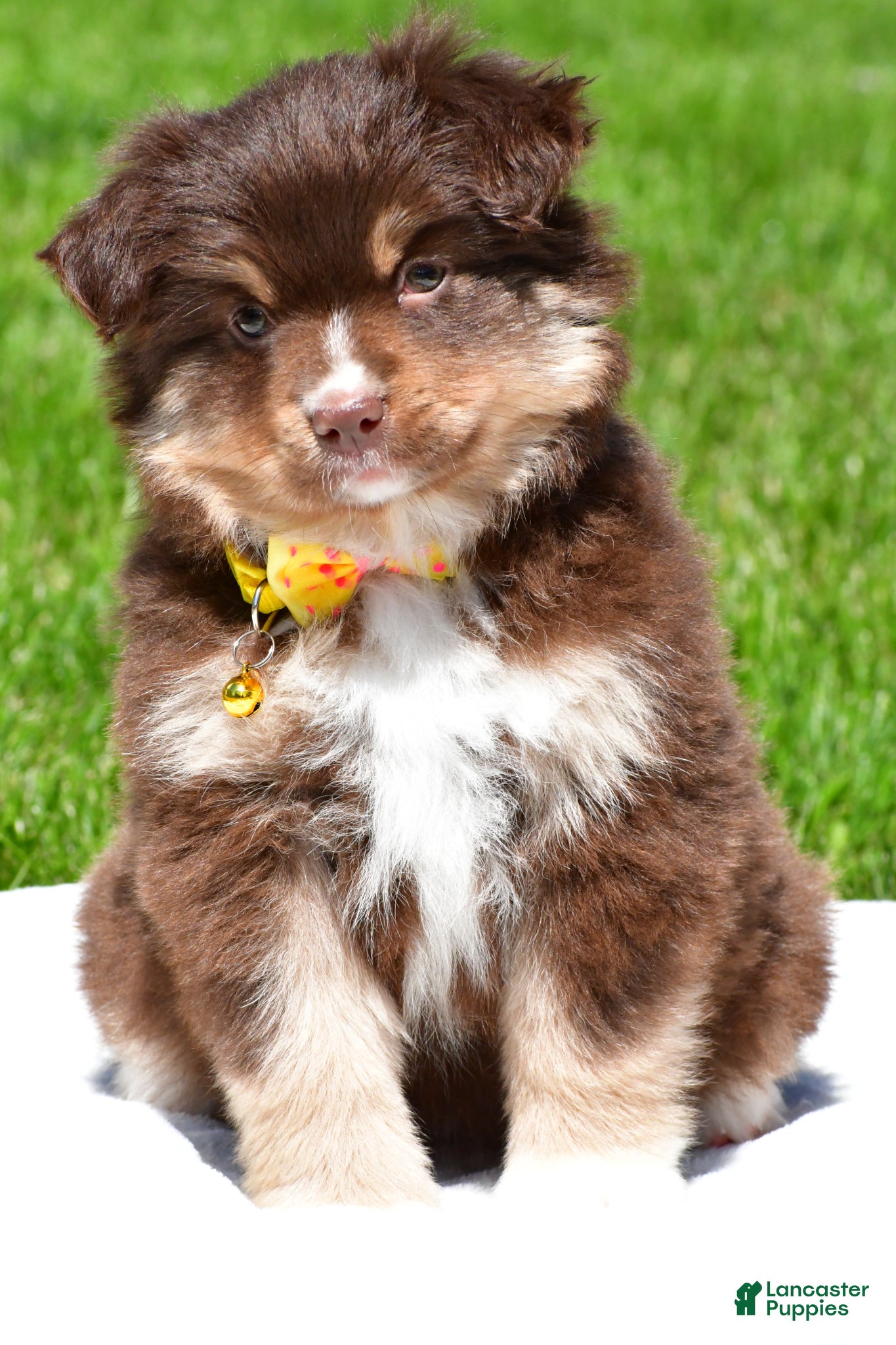 Miniature Australian Shepherd dogs for sale: Bessie - Ad 2