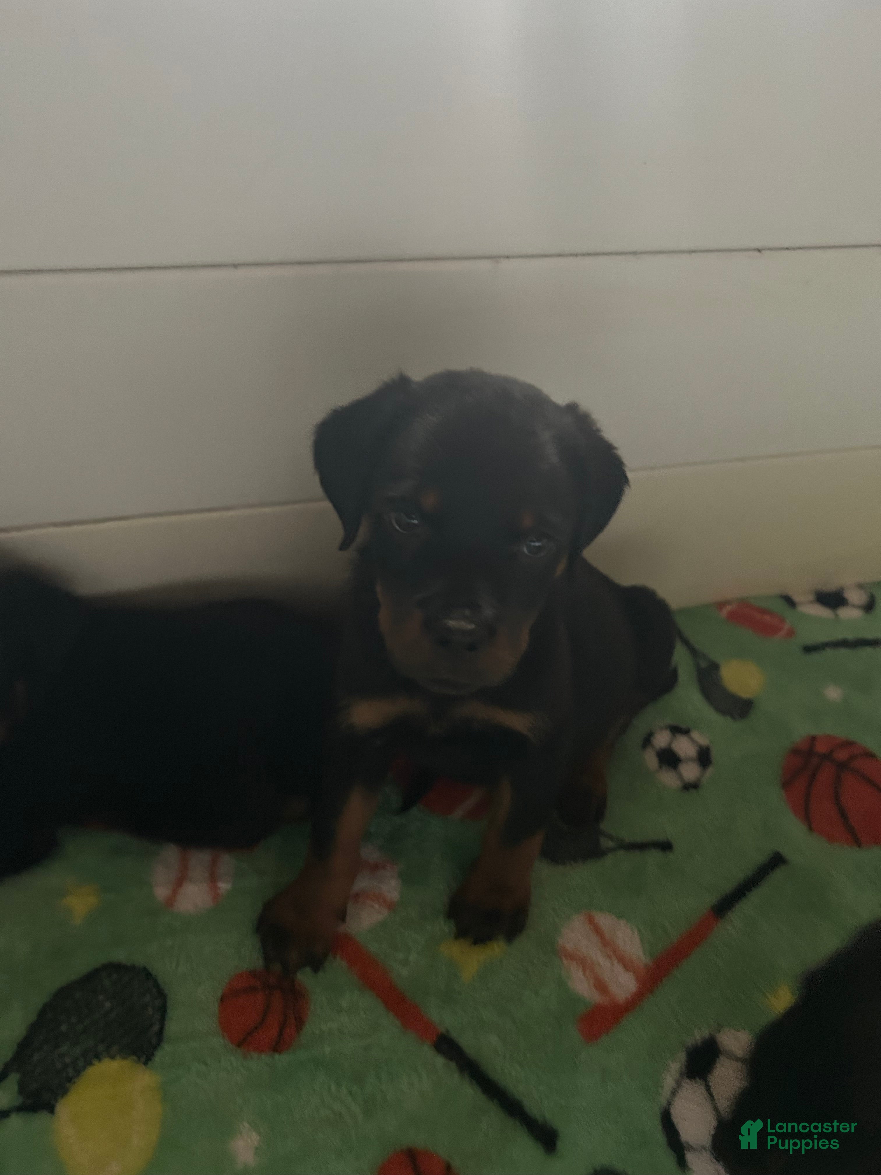 Rottweiler dogs Rottweiler Puppy 3 - Ad 23