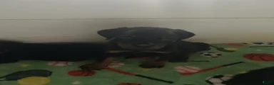 Rottweiler Puppy 3