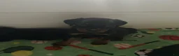 Rottweiler dogs for sale: Rottweiler Puppy 3 - Ad 1