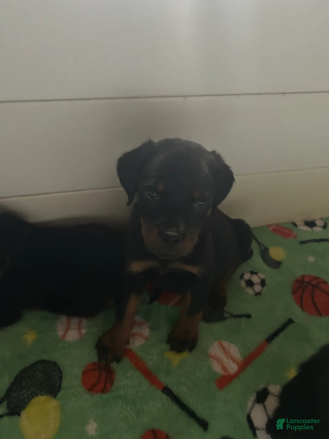 Rottweiler dogs for sale: Rottweiler Puppy 3 - Ad 1