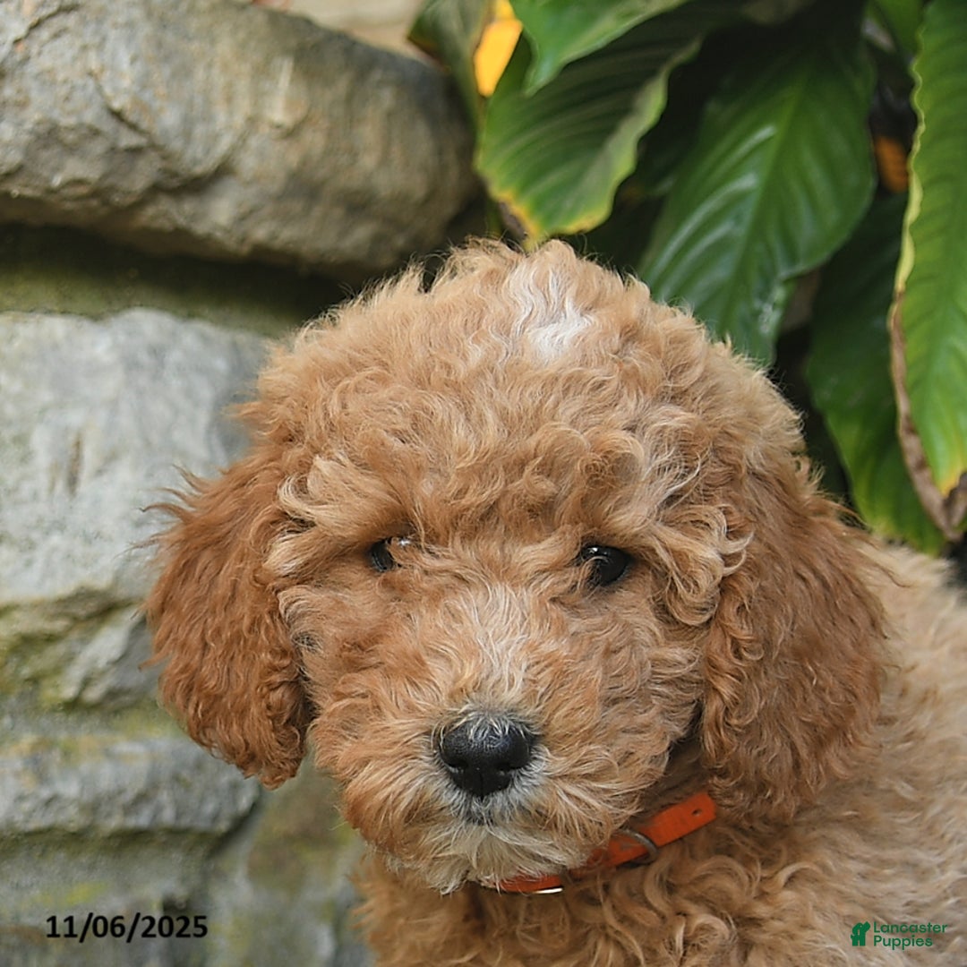 Mini Goldendoodle dogs for sale: Base  - Ad 5