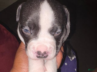 Mixed Breed dogs - Ad 18