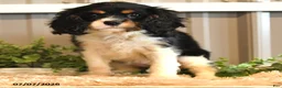 Cavalier King Charles Spaniel dogs for sale: Kira - Ad 7