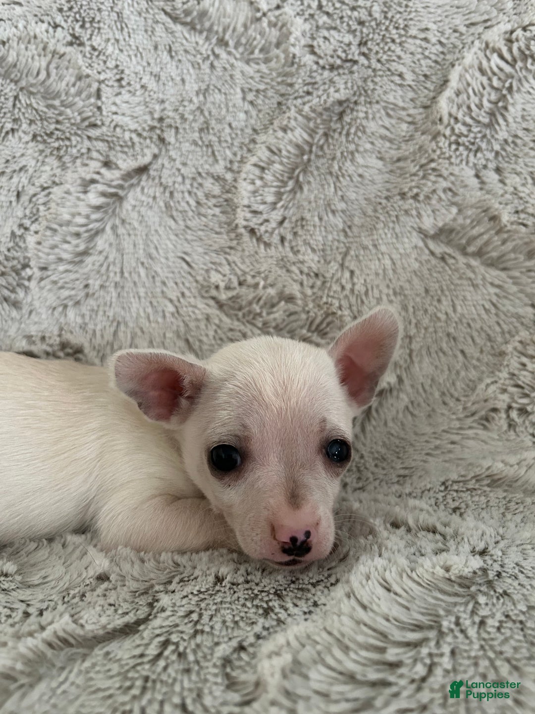 Chihuahua dogs for sale: Pixie - Ad 5