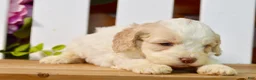 Cockapoo dogs for sale: Cora - Ad 5