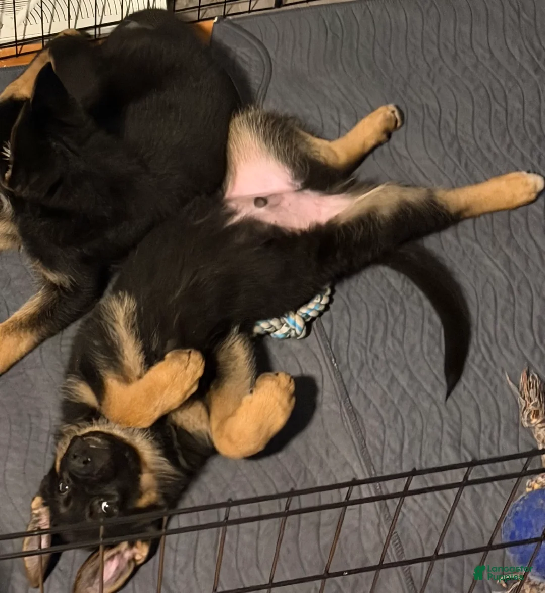 German Shepherd dogs for sale: Red German Shepherd Puppy - Ad 3