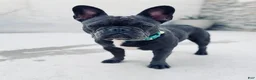 French Bulldog dogs for sale: Spellbound-Merle - Ad 6